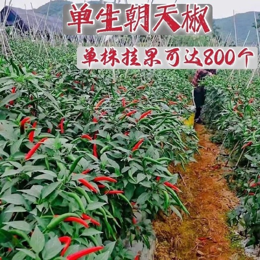 长沙一代杂交大果朝天椒种子超辣指天椒种籽大田用辣椒籽单身椒