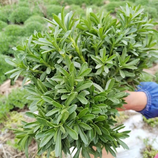 苍溪县费菜，救心菜，也叫高钙菜，可凉拌，可炒，可烧汤，晒干可泡菜，