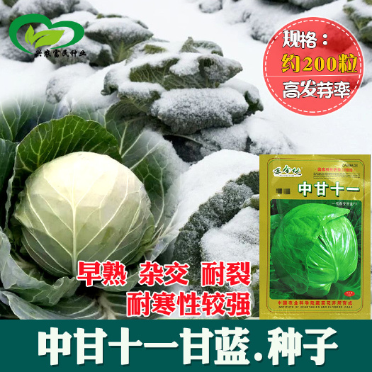 河间市中甘十一甘蓝种子农田菜地早熟杂交耐寒蜡粉中圆甘蓝蔬菜籽