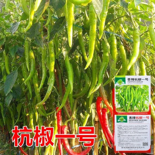 长沙辣脆杭椒一号种子线椒辣椒种子微辣椒种籽农家庭四季蔬菜种孑