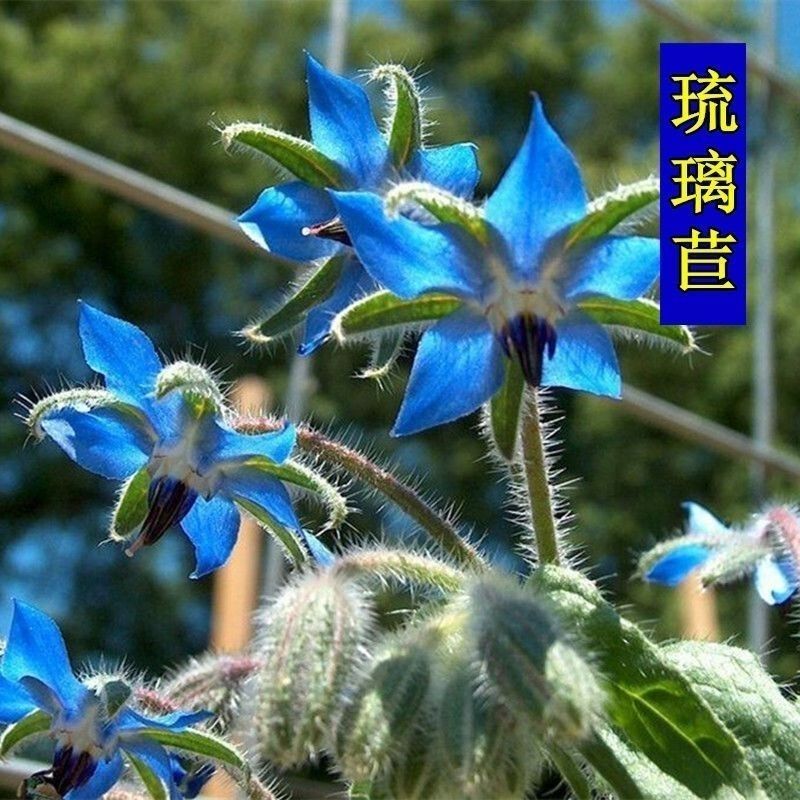 琉璃苣种子，四季易种芳香蜜源植物花籽春秋易种花卉种子批发