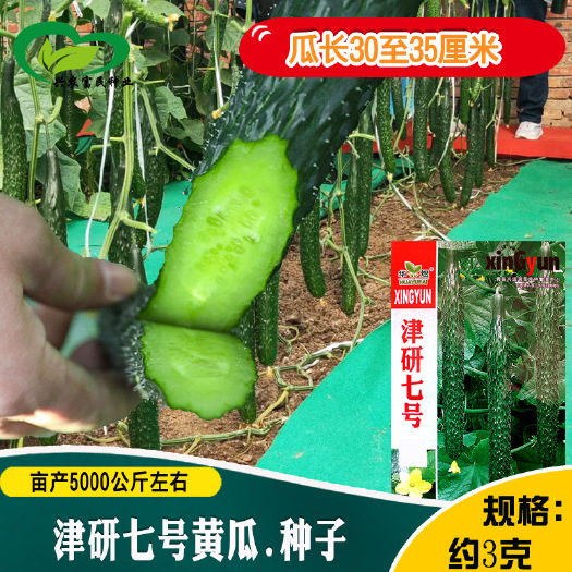 河间市津研七号黄瓜种子农田菜园蔬菜绿皮绿芯瓜条顺直脆甜黄瓜籽