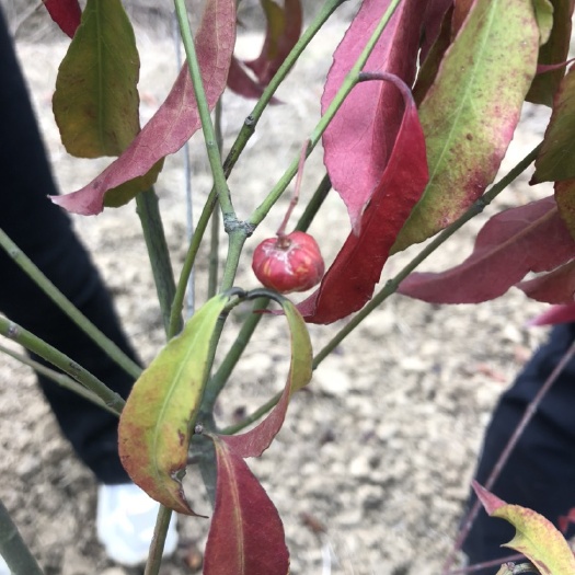 鹤壁金丝吊蝴蝶