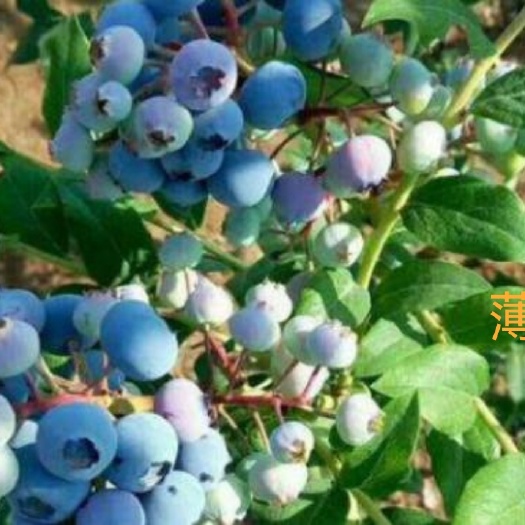 泰安薄雾精品蓝莓苗