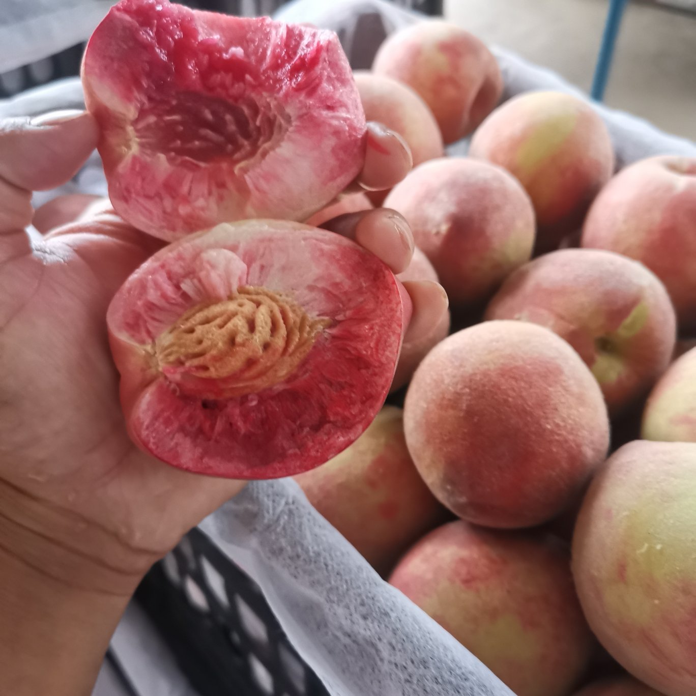 血桃，桐柏特产万亩种植基地！