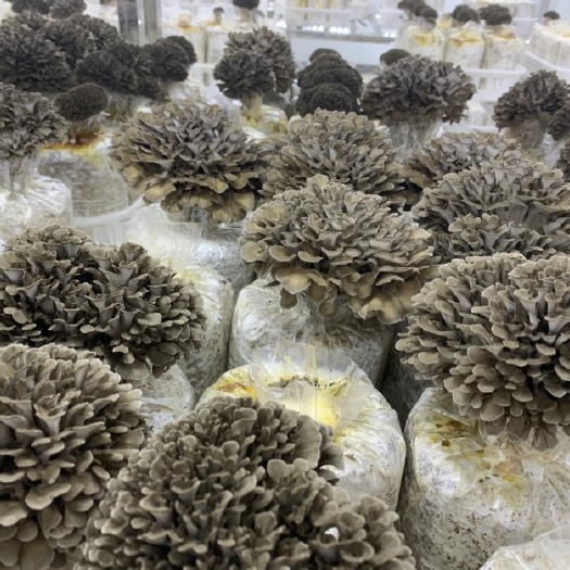 鲜灰树花