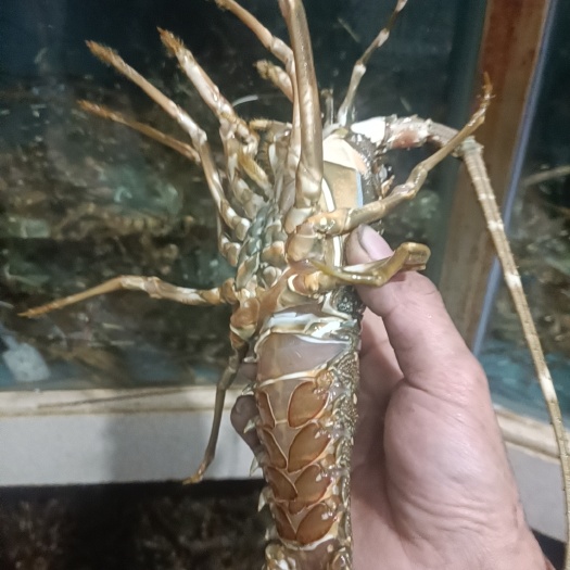 广州尊卖青龙虾