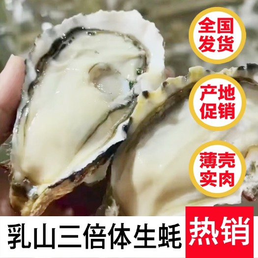 佛山乳山精品三倍体(2+规格) 乳山生蚝工厂批发 支持在线交易