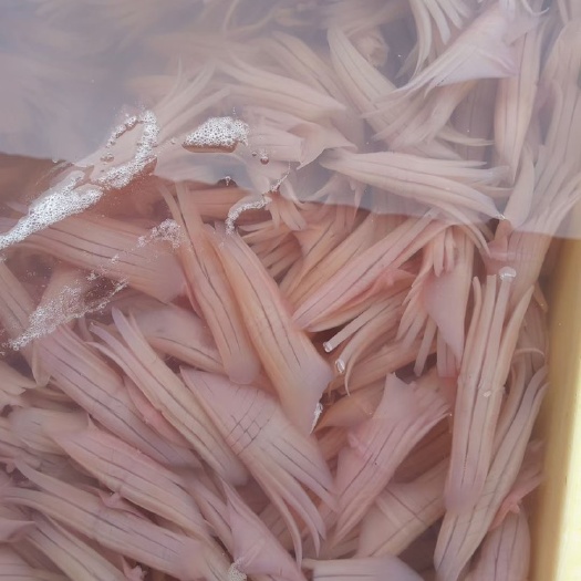 火箭鱿鱼