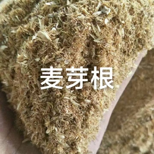 巨鹿县麦芽根