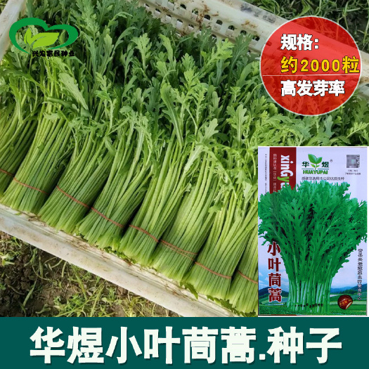 河间市小叶茼蒿种子四季皇帝菜农田菜园光杆香味浓小叶浓绿茼蒿蔬菜籽