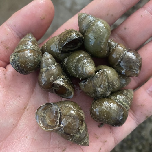 响水县食用螺狮