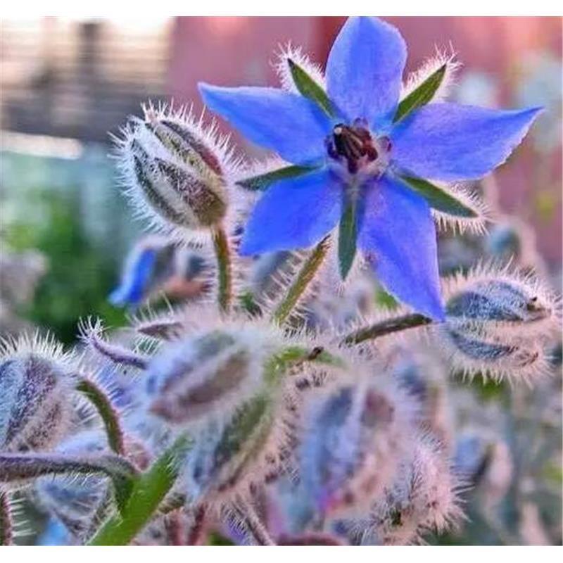 琉璃苣种子，四季易种芳香蜜源植物花籽春秋易种花卉种子批发