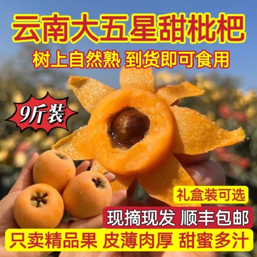 宾川县云南大理宾川大五星甜枇杷现摘现发顺丰包邮肉厚皮薄甜香