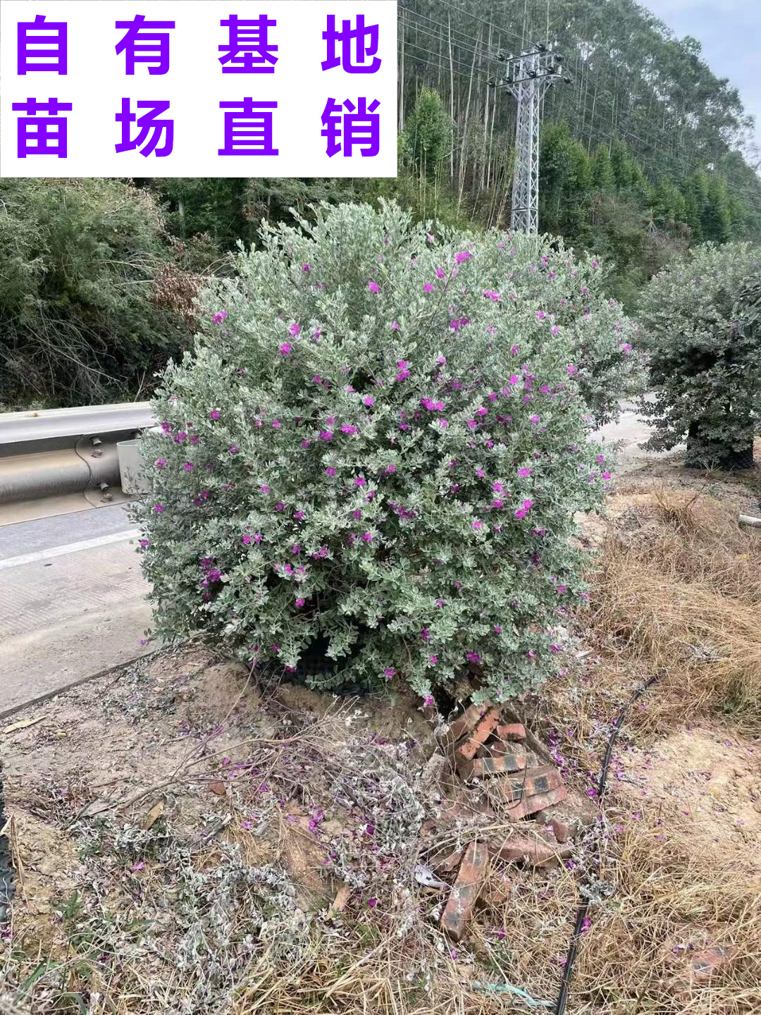 供应 福建 红花玉芙蓉球 苗场基地 批发价格