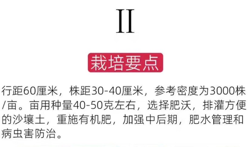 辣脆杭椒一号种子线椒辣椒种子微辣椒种籽农家庭四季蔬菜种孑