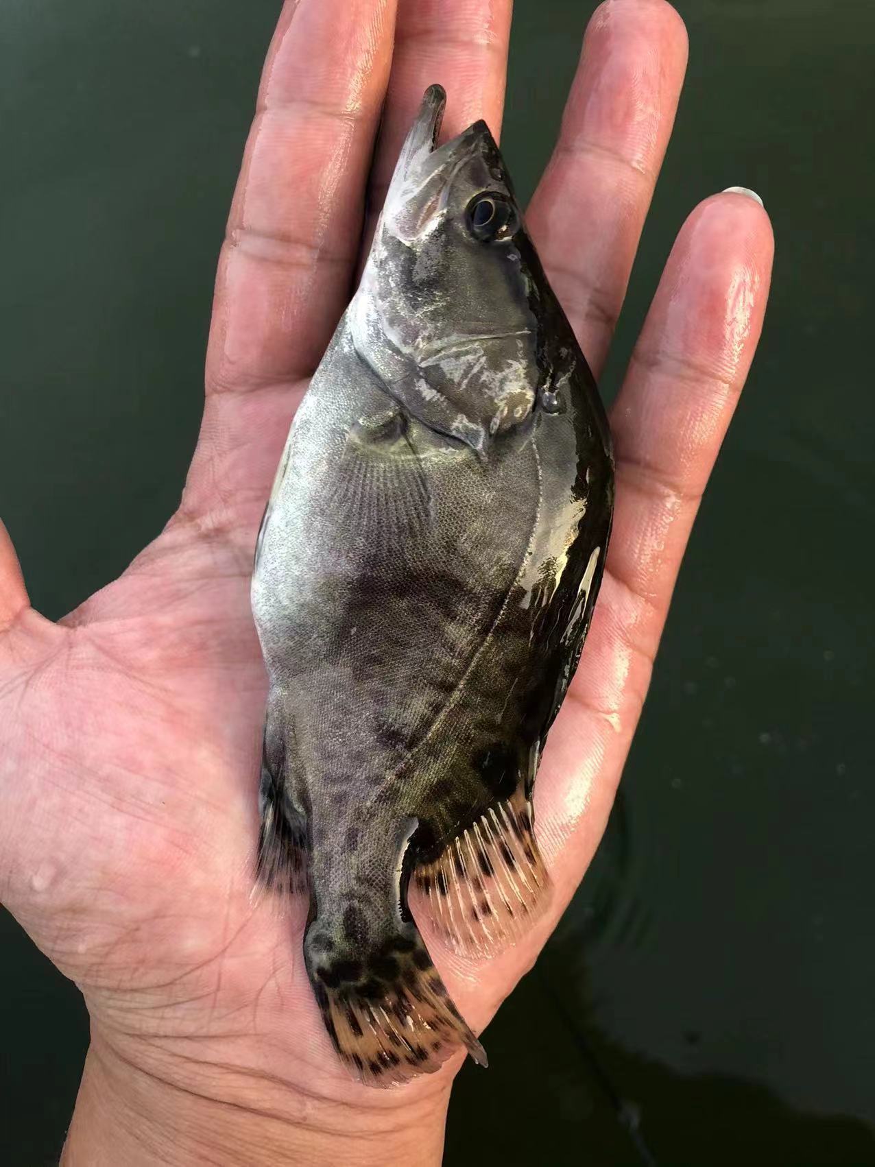 博罗县桂鱼苗 翘嘴鳜鱼苗 饲料桂花鱼苗 广东鱖鱼苗基地包邮