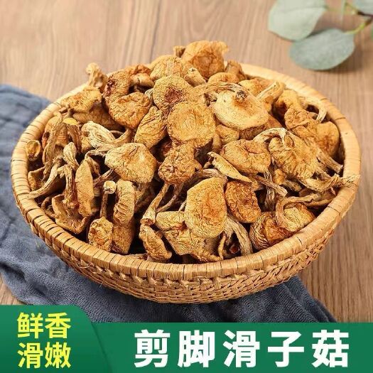青龙县农村特产滑子菇干货新鲜滑子蘑滑菇小黄蘑食用菌批发价小鸡炖蘑菇
