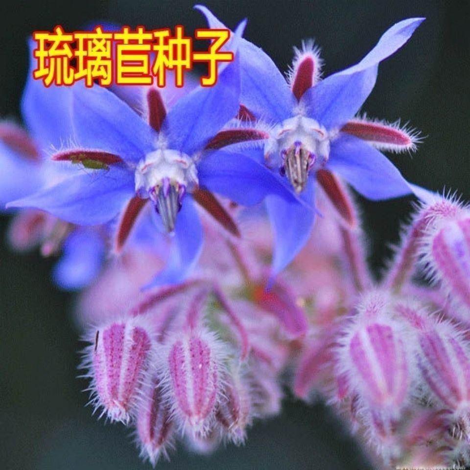 琉璃苣种子，四季易种芳香蜜源植物花籽春秋易种花卉种子批发