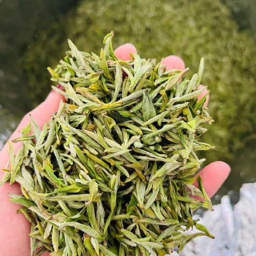 祁门县2023年 早期 黄山毛峰