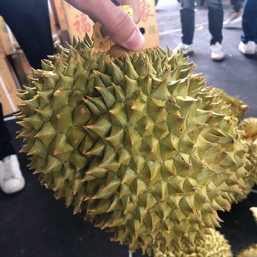 广州金枕A果