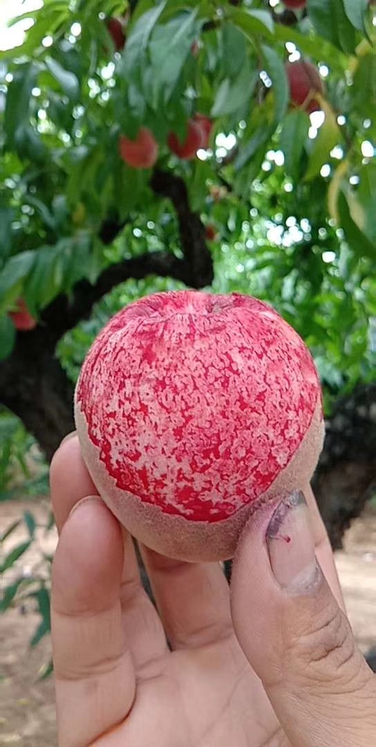 血桃，桐柏特产万亩种植基地！