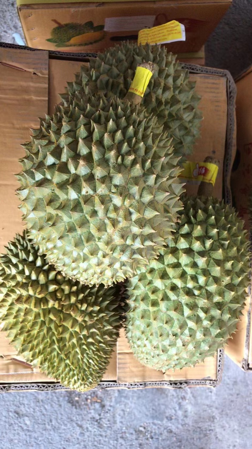 深圳托曼尼