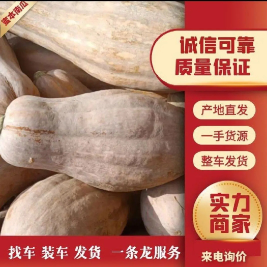 松滋市全黄密本南瓜 市场 商超 电商 工厂养殖货