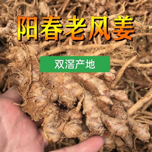 阳春市农家新鲜风姜月子姜