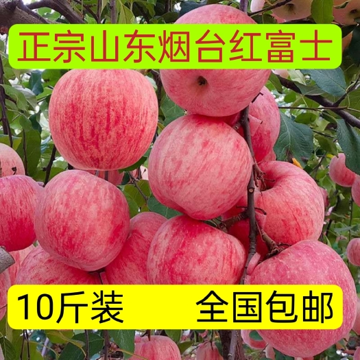 山东红富士苹果10斤带箱全国包邮