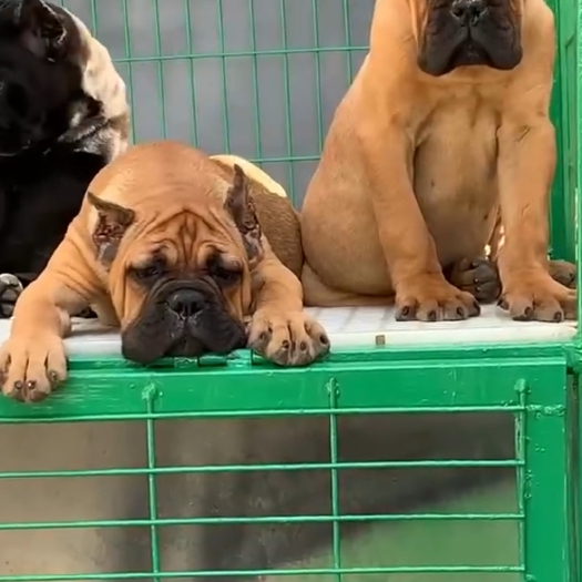 梁山县卡斯罗护卫犬