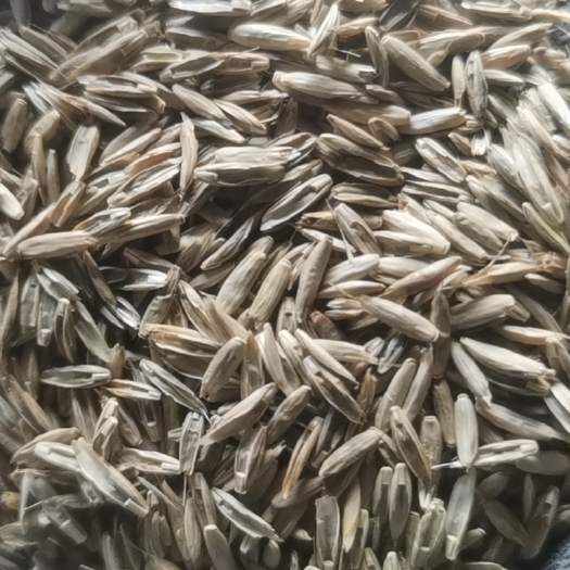 沭阳县黑麦草种子