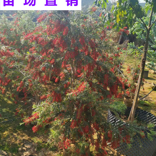 漳浦县供应 福建 红千层球 苗场基地 批发价格