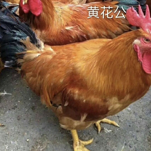 衡阳出售黄花公鸡苗大优公还有三黄土二鸡出壳打疫苗