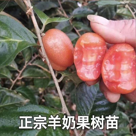 灵山县羊奶果苗德甜二号