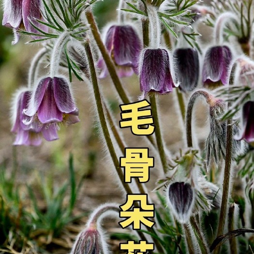 丹东毛骨花耐寒常年室内室在外花卉