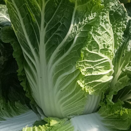 大方县贵州大白菜