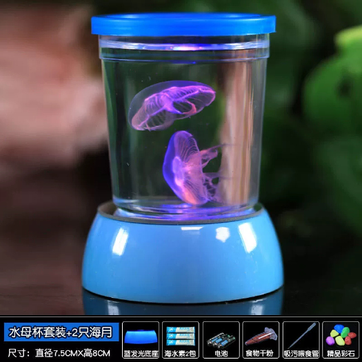 义乌市地摊网红产品水母网红海月赤月水母批发活体观赏宠物江湖批发摆摊