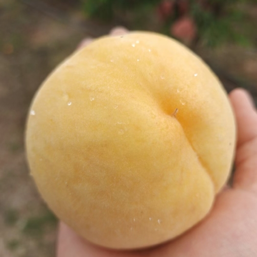 枣阳市油桃，红桃，黄桃