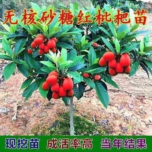灵山县新品种嫁接无核砂糖红枇杷果树苗耐寒南方北方种植当年结果带土发