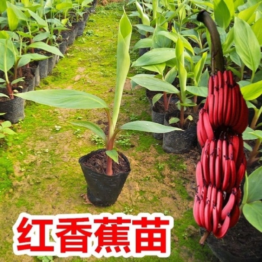 灵山县香蕉苗树苗芭蕉矮化皇帝蕉粉蕉红香蕉南方四季种植当年结果