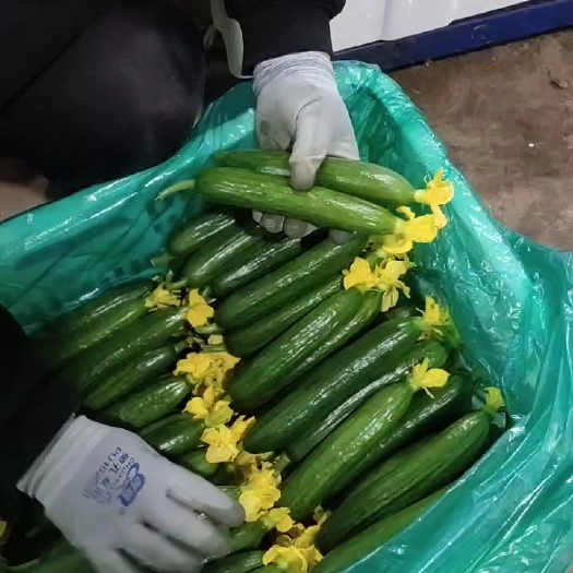 寿光市寿光精品小黄瓜