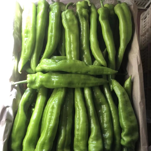 寿光市寿光高温棚尖椒辣椒，质量好，周期长，货源稳定对接全国客商电商