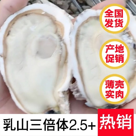 佛山乳山三倍体生蚝(2.5+规格) 工厂生蚝批发 支持在线交易