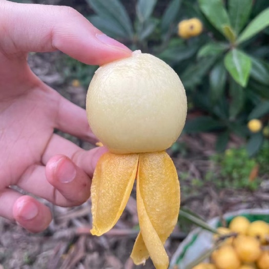 德清县塘栖枇杷白沙黄毛丫头量大从优