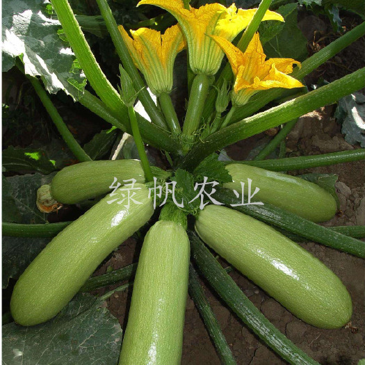 寿光市西葫芦苗绿油亮西葫芦苗耐热抗病毒现苗直发