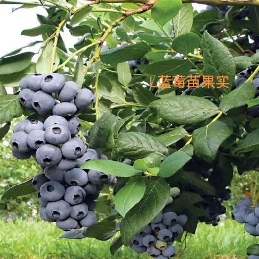 泰安L蓝莓苗