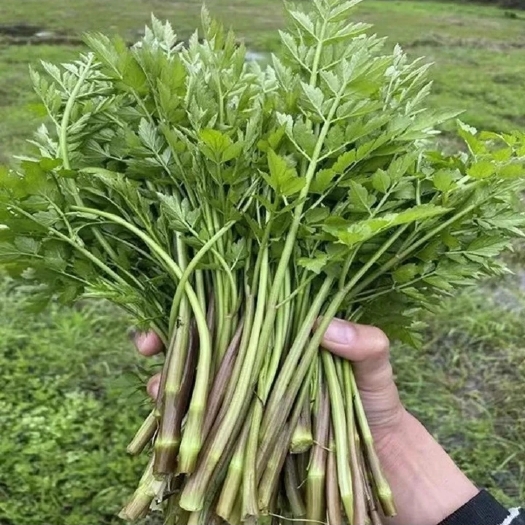 毕节野水芹
