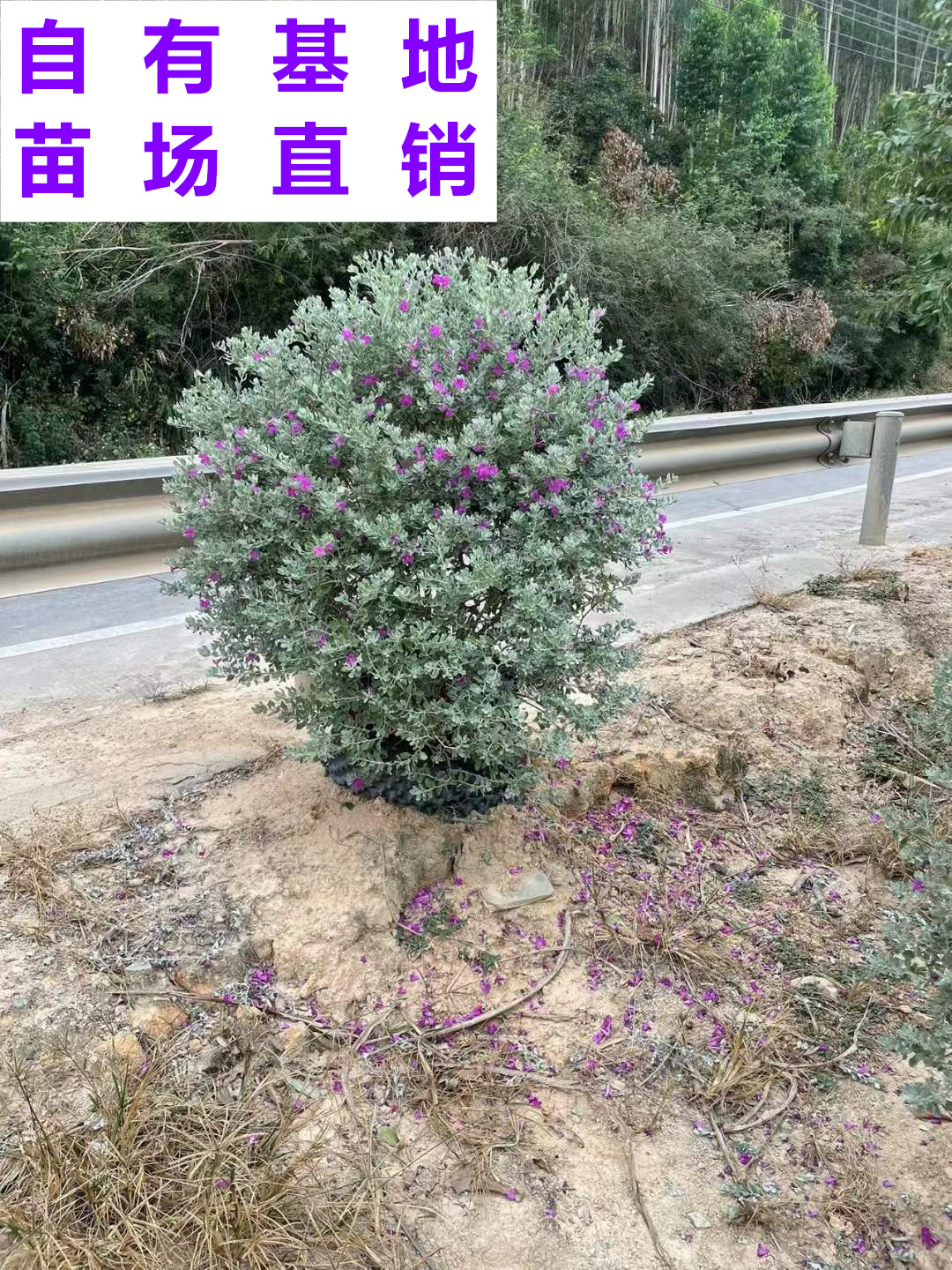 供应 福建 红花玉芙蓉球 苗场基地 批发价格