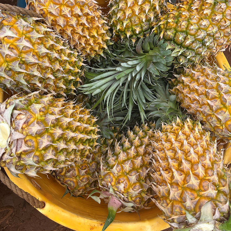 广东徐闻香水菠萝 树上熟现摘新鲜水果产地直发